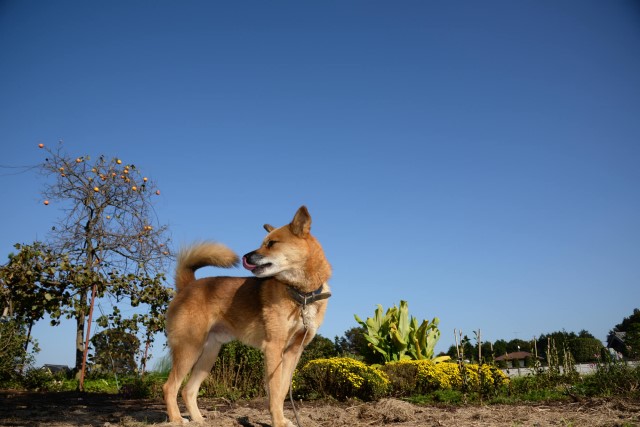 犬に柿を与えても大丈夫？与える際の注意点とは